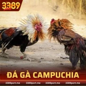 Đá gà Campuchia